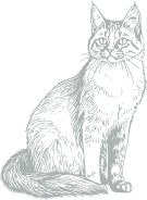 6a29b2e26cd12b92e04b19de cat